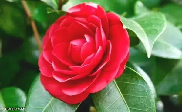 Red_Camelia_Flower_Plant_Big_Size_For_Outdoor
