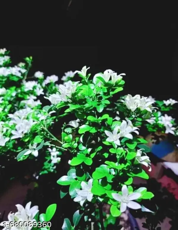 White_Kamini_Murraya_Paniculata_Plant_Product_Description_For_Indoor