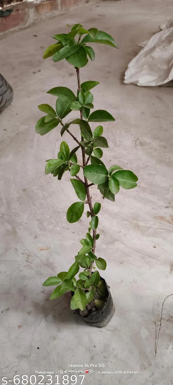Red_Cherry_Fruit_Plant_Sweet_Sour_For_Outdoor