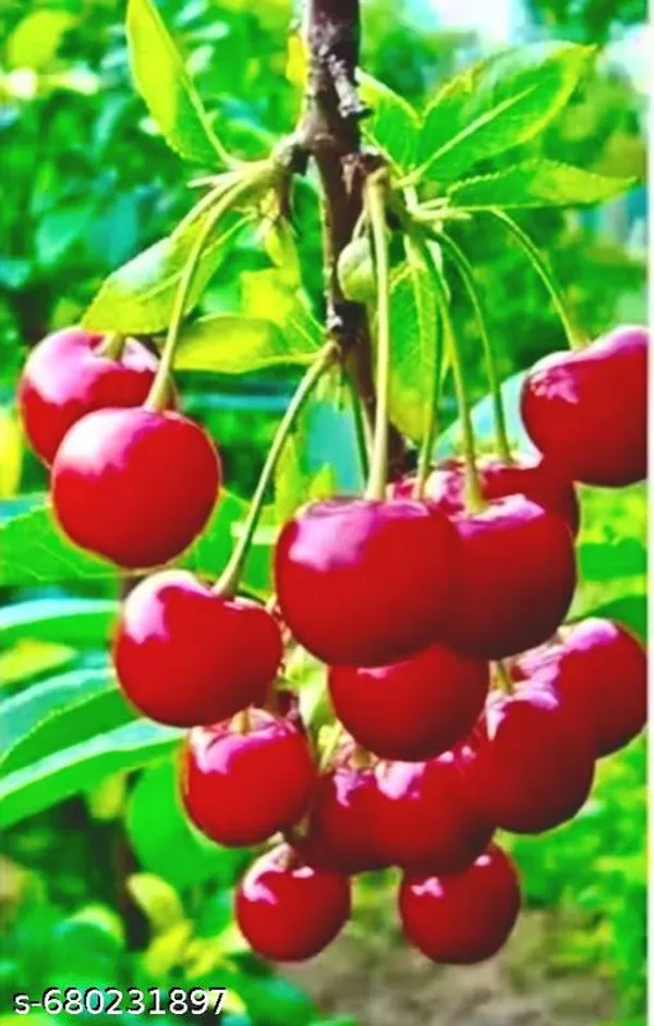 Red_Cherry_Fruit_Plant_Sweet_Sour_For_Outdoor