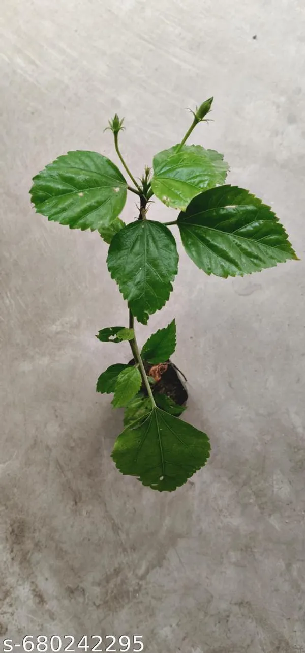 Red_Hibiscus_Plant_Gudhal_Rosa_Sinensis_For_Outdoor