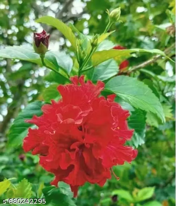 Red_Hibiscus_Plant_Gudhal_Rosa_Sinensis_For_Outdoor