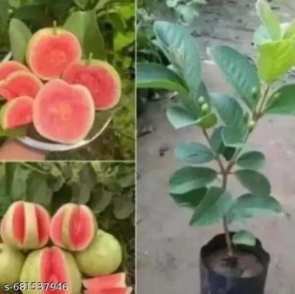 Red_Hybrid_Pink_Guava_Plant_Flesh_Grafted_Variety_For_Outdoor
