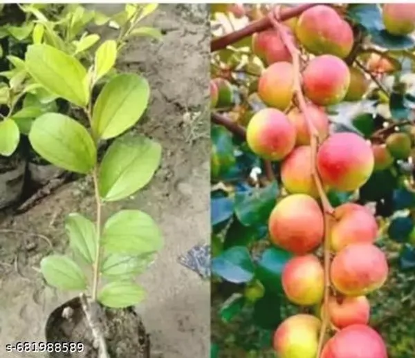Red_Kul_Indian_Jujube_Ber_Fruit_Plant_For_Outdoor