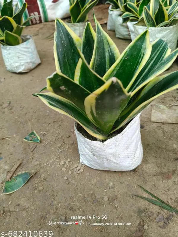 GachhMela Green Yellow Snake Plant Sansevieria Dracaena Trifasciata  Laurentii For Indoor Price in India - Buy GachhMela Green Yellow Snake Plant  Sansevieria Dracaena Trifasciata Laurentii For Indoor online at  https://gachhmela.com