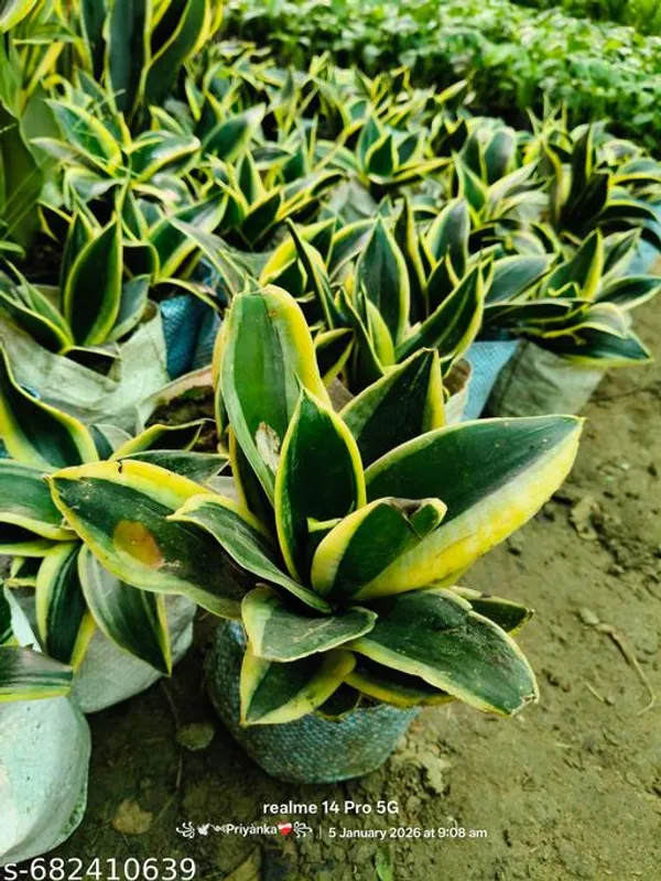 Green_Yellow_Snake_Plant_Sansevieria_Dracaena_Trifasciata_Laurentii_For_Indoor