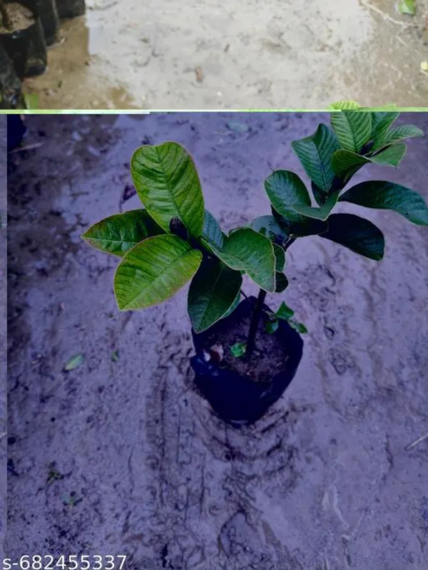 Green_Sweet_Hybrid_Guava_Plant_High_Yield_Variety_For_Outdoor