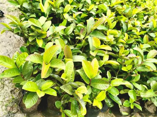 Green_Sweet_Hybrid_Guava_Plant_High_Yield_Variety_For_Outdoor