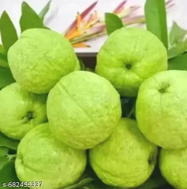 Green_Sweet_Hybrid_Guava_Plant_High_Yield_Variety_For_Outdoor