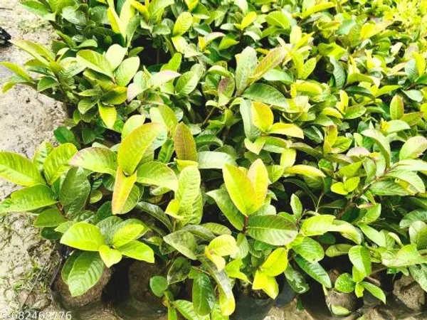 Green_Hybrid_Guava_Plant_For_Outdoor