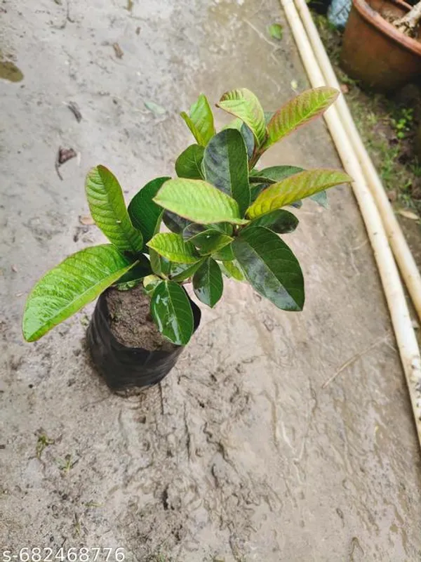 Green_Hybrid_Guava_Plant_For_Outdoor