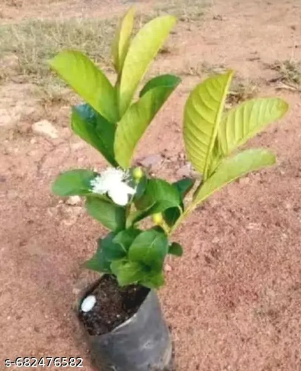 Green_Hybrid_Sweet_Guava_Plant_High_Yield_Variety_For_Outdoor