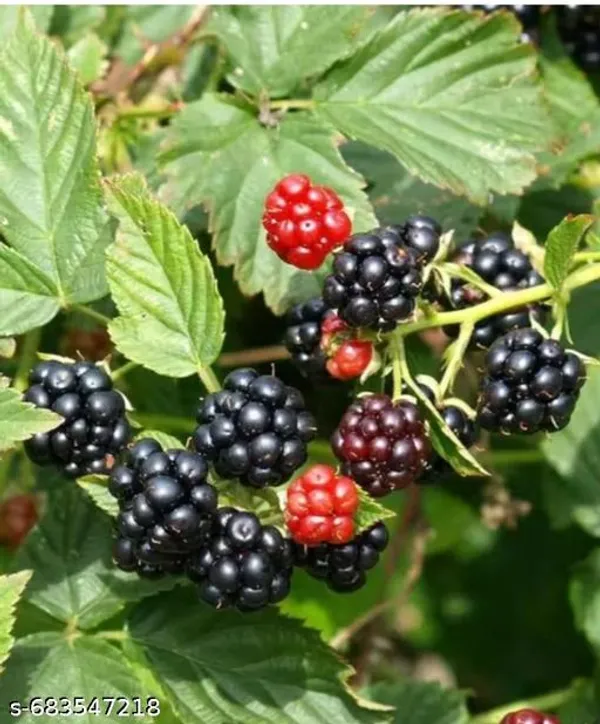 Black_Blackberry_Fruit_Plant_High_Yield_Variety_For_Outdoor