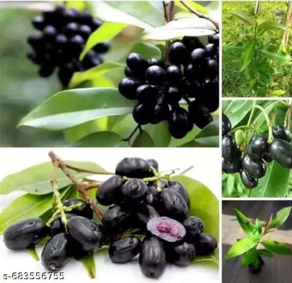 Black_Jamun_Plum_Grafted_Fruit_Plant_For_Outdoor