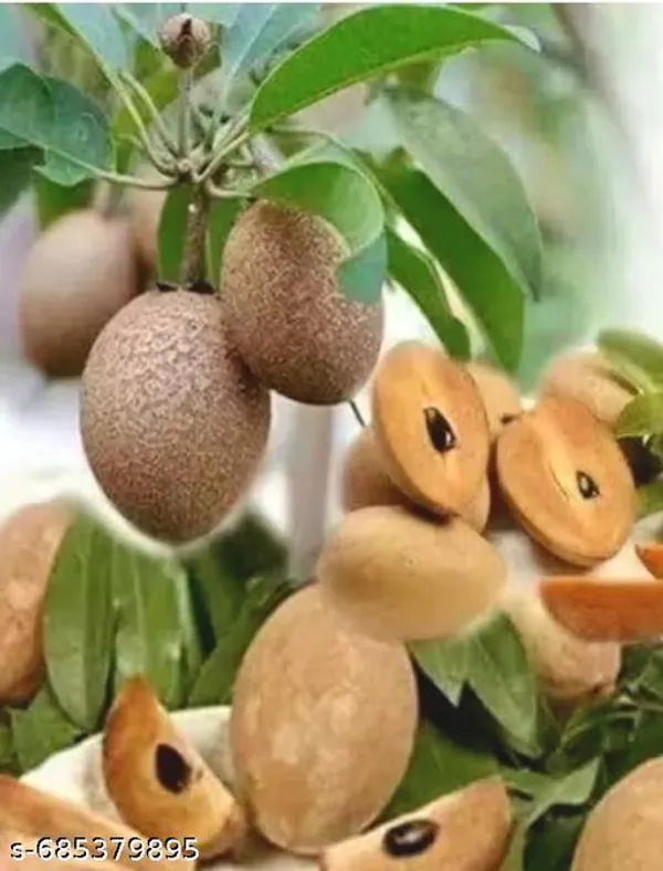 Brown_Sabeda_Plant_Sapota_Chikoo_Live_For_Outdoor