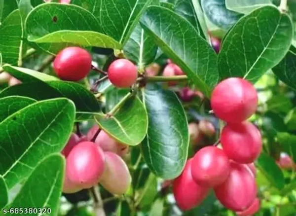 Red_Kormocha_Karonda_Plant_Carissa_Carandas_For_Outdoor