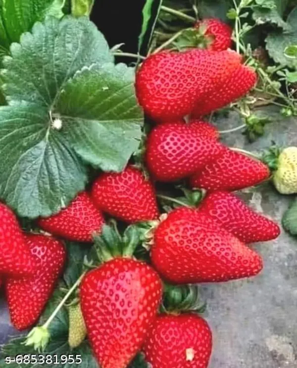 Red_Fresh_Strawberry_Fruit_Plant_Fragaria_Ananassa_For_Outdoor