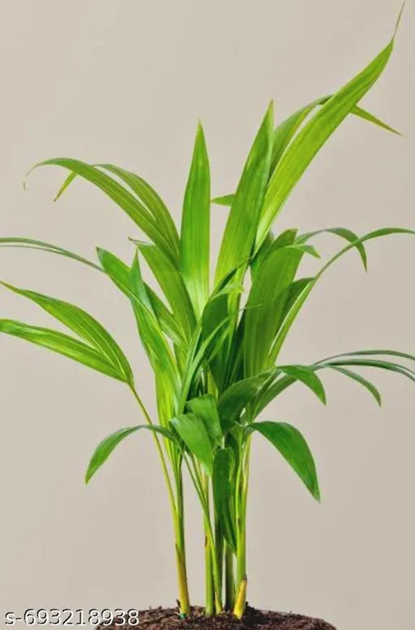 Green_Areca_Palm_Plant_Dypsis_Lutescens_For_Indoor