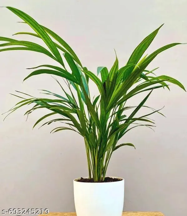 Green_Areca_Palm_Plant_Golden_Cane_For_Indoor
