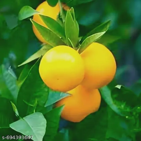 Orange_Lemon_Citrus_Live_Fruit_Plant