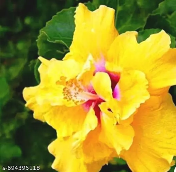 Yellow_Hibiscus_Plant_For_Outdoor