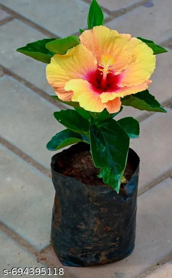 Yellow_Hibiscus_Plant_For_Outdoor