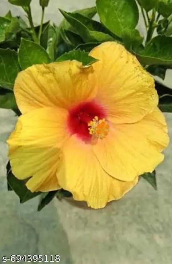 Yellow_Hibiscus_Plant_For_Outdoor