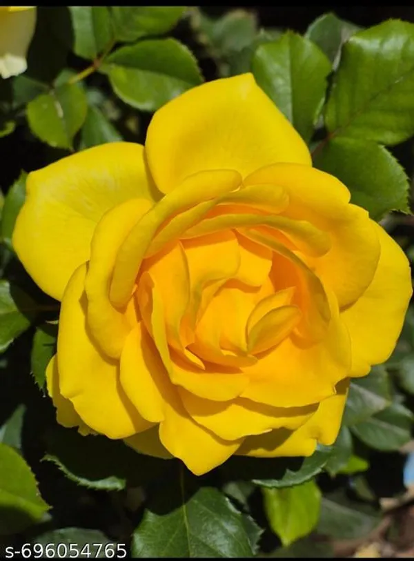 Yellow_Rose_For_Outdoor