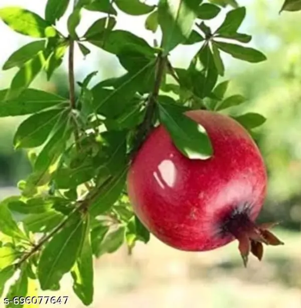 Red_Bedana_Pomegranate_Plant_For_Outdoor