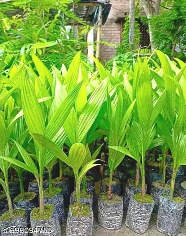 Green_Supari_Plant_For_Indoor