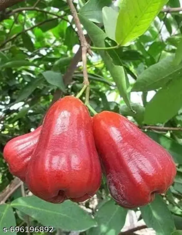 Red_Jamrul_For_Outdoor