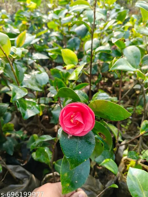 Red_Pink_Camelia_Plant_For_Outdoor