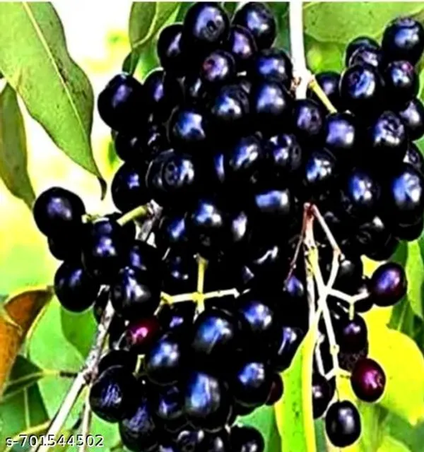 Black_Jamun_Live_Fruit_Plant_For_Outdoor