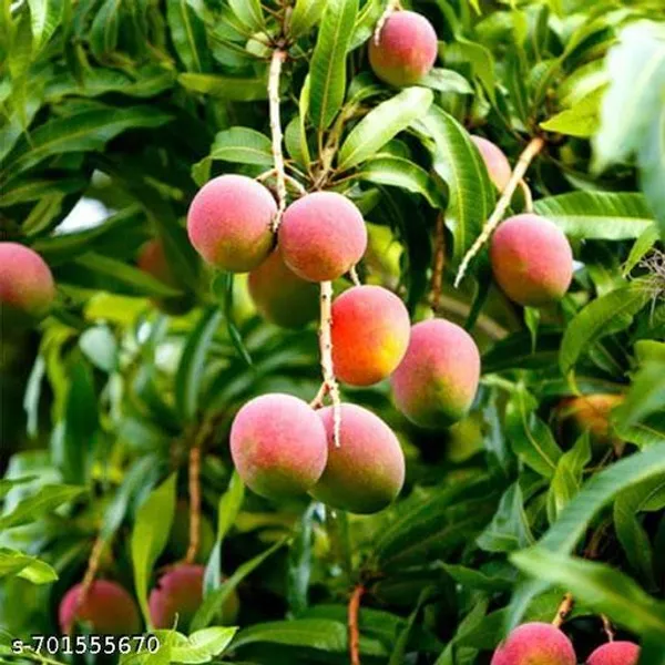 Pink_Mango_Plant_For_Outdoor