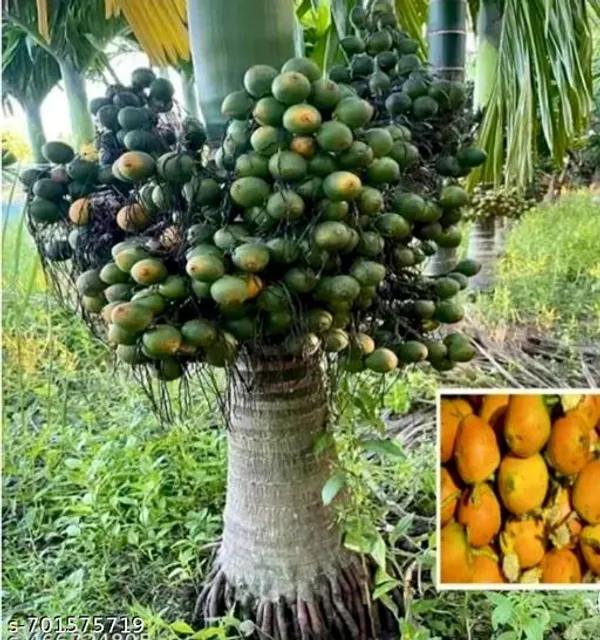 Green_Supari_For_Outdoor