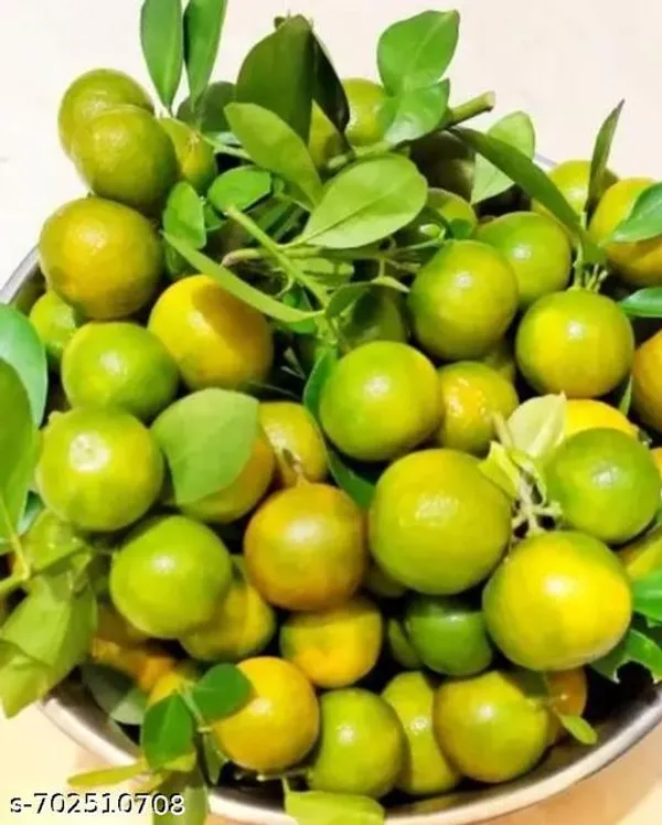Green_Lemon_Plant_For_Outdoor