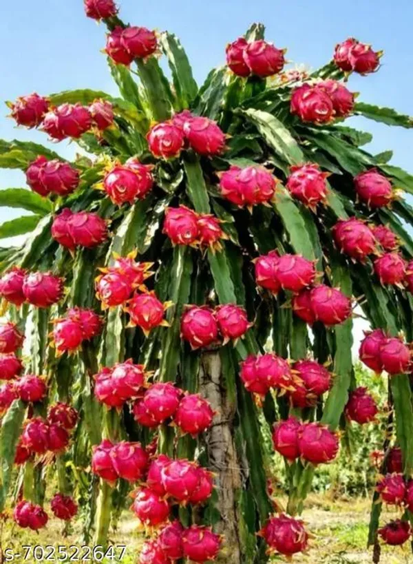 Red_Pink_Dragon_Fruit_Plants_For_Outdoor