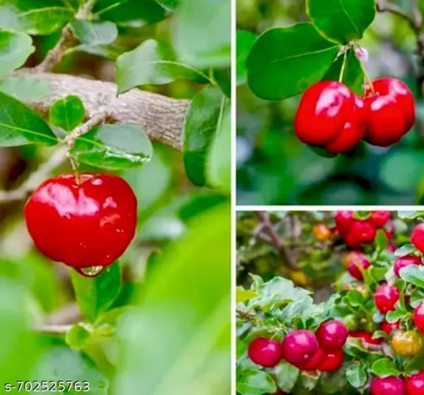 Red_Sweet_Cherry_Fruit_Plant_For_Outdoor
