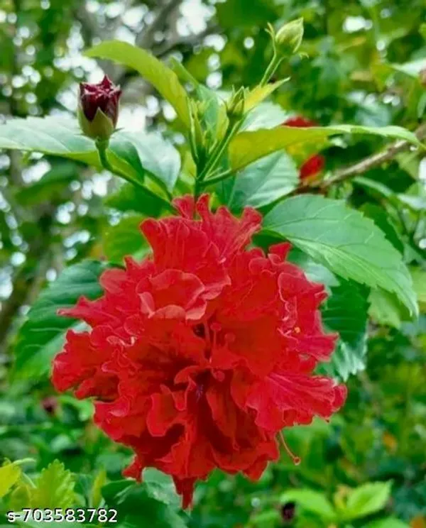 Red_Hibiscus_Plant_For_Outdoor