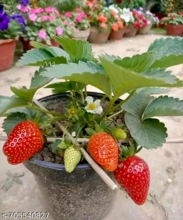 Red_Sweet_Strawberry_Fruit_Plant_For_Outdoor