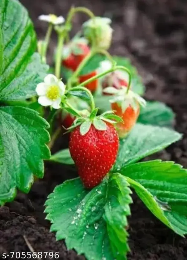 Green_Strawberry_Plant_For_Outdoor