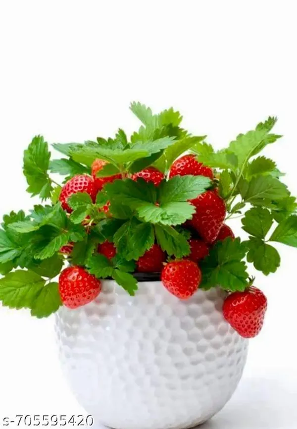 Red_Strawberry_Plant_For_Outdoor