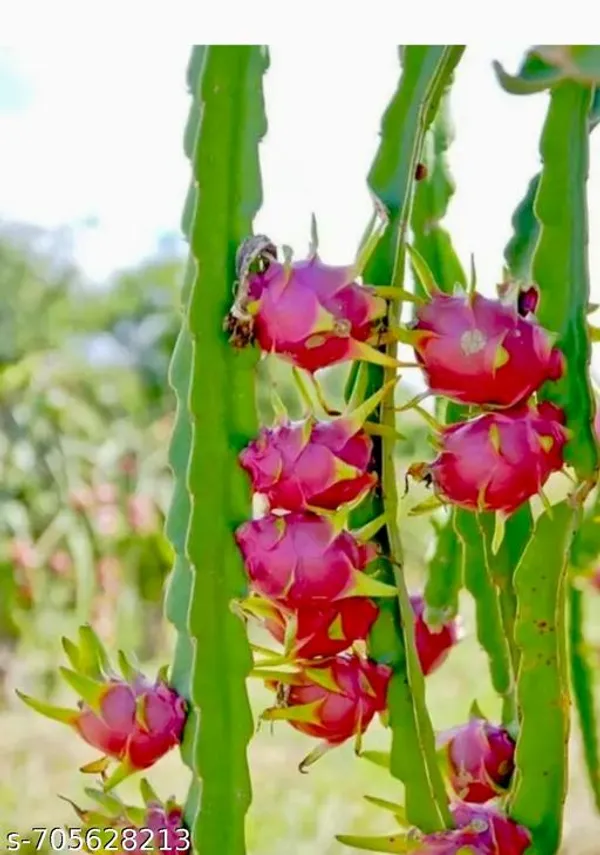Red_Pink_Dragon_Fruit_Live_Plant_Pitaya_Hylocereus_For_Outdoor