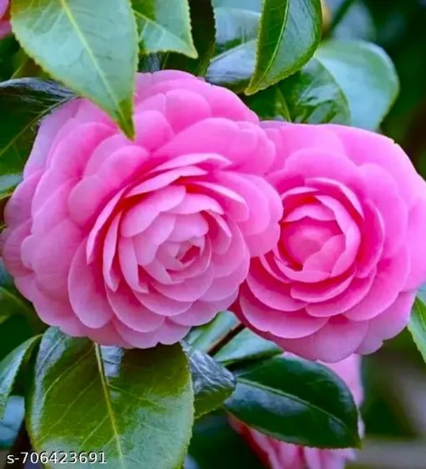 Pink_Camelia_Plant_For_Outdoor