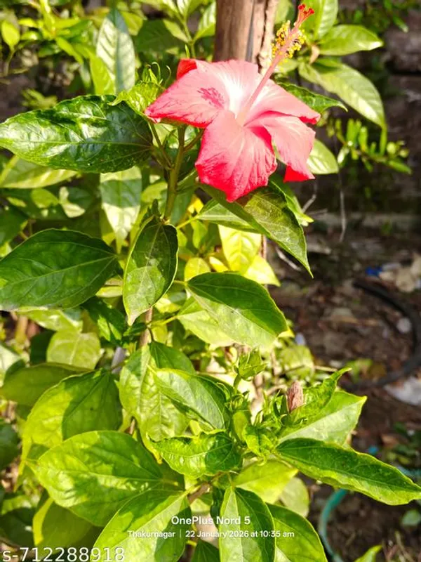 Red_Pink_Hybrid_Hibiscus_For_Outdoor
