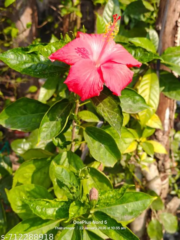 Red_Pink_Hybrid_Hibiscus_For_Outdoor