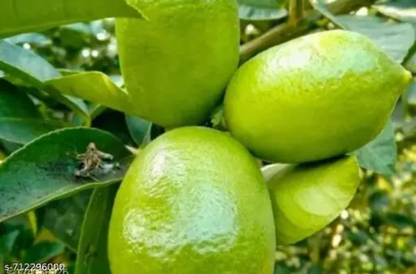 Green_Lemon_Juice_For_Outdoor