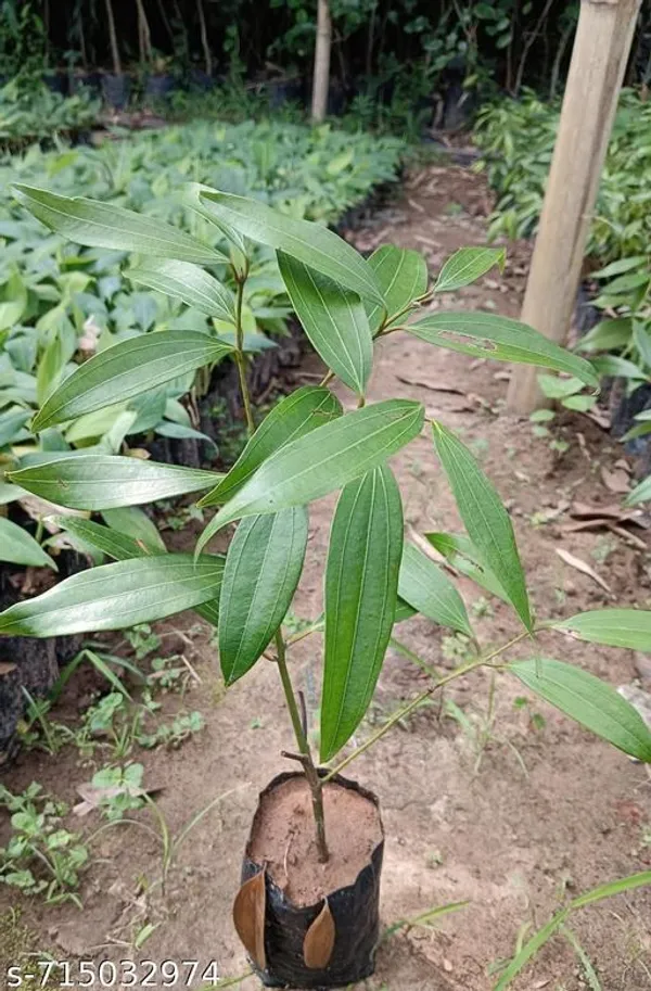 Green_Tejpata_Plant_For_Outdoor