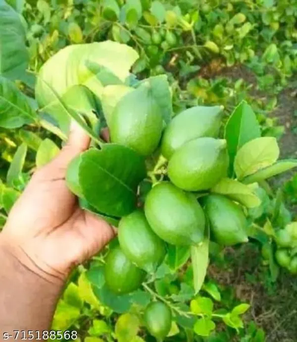 Green_Lemon_Plant_For_Outdoor