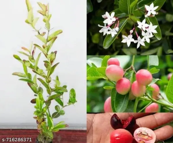 Pink_Kormocha_Plant_For_Outdoor